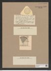 Coscinodiscus denarius var. variolatus (Castr.) Rattr. (de-Toni-Nr.: Genus 202, Species 4954) Zeichnungen Sammlung Grunow Nr. 8549 (NHMW-BOT-W0378185)